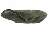 Giant, Fossil Megalodon Tooth Paper Weight #144399-1